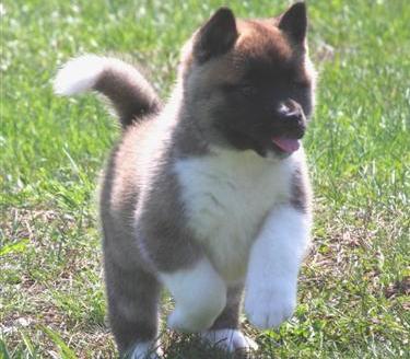 akita puppies for sale in pa. wonderful akita puppies for sale. - Harrisonburg - Dogs for sale,
