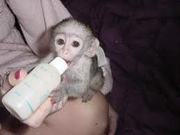 Baby Capuchin monkey for adoption (darienrhondia@gmail.com )